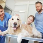 Tips for Managing Change in Your Veterinary Practice